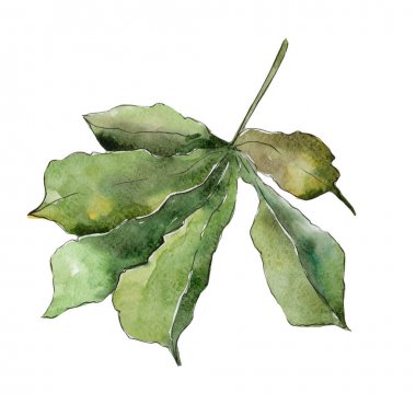 Kestane izole bir suluboya tarzında bırakır.