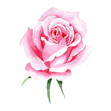 Rosa izole bir suluboya tarzında çiçek pembe kır çiçeği çay.