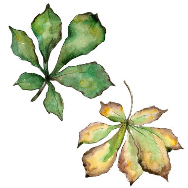 Kestane izole bir suluboya tarzında bırakır.