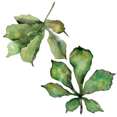 Kestane izole bir suluboya tarzında bırakır.