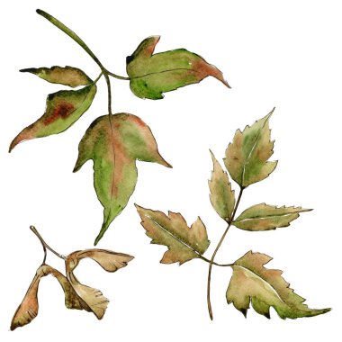 Akçaağaç yaprakları izole bir suluboya tarzında.