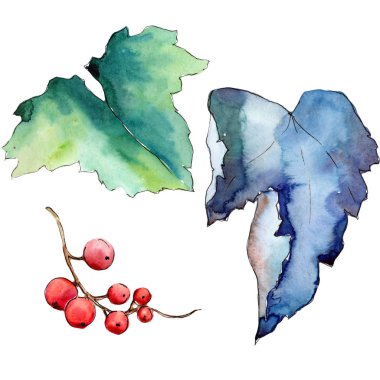 Frenk üzümü izole bir suluboya tarzında bırakır.