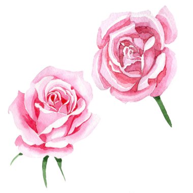 Rosa izole bir suluboya tarzında çiçek pembe kır çiçeği çay.