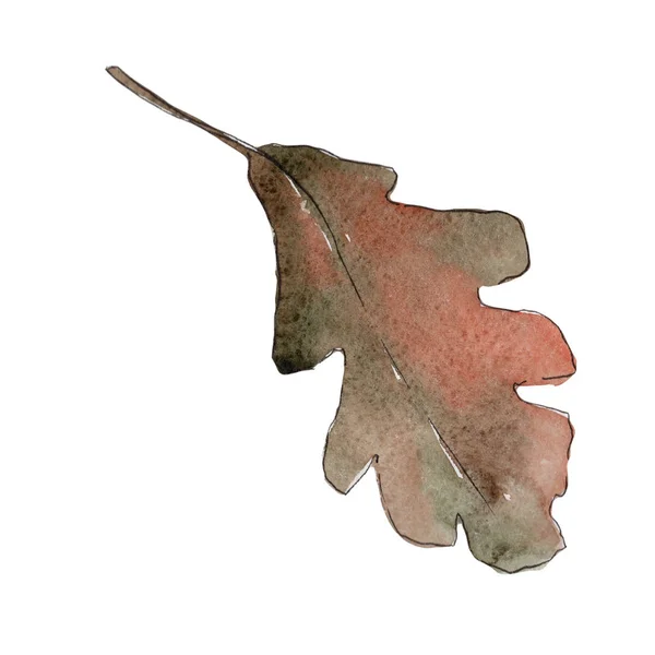 Dubové listí ve stylu akvarelu, samostatný. — Stock fotografie