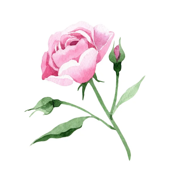 Wildflower růžový čaj rosa kvetou ve stylu akvarelu, samostatný. — Stock fotografie