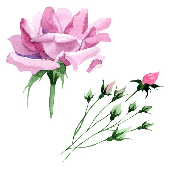 Flor rosa chá rosa Wildflower em um estilo aquarela isolado . — Fotografia de Stock