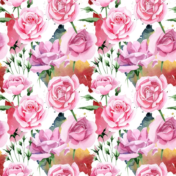 Τσάι wildflower ροζ λουλούδι μοτίβο rosa σε στυλ υδροχρώματος. — Φωτογραφία Αρχείου