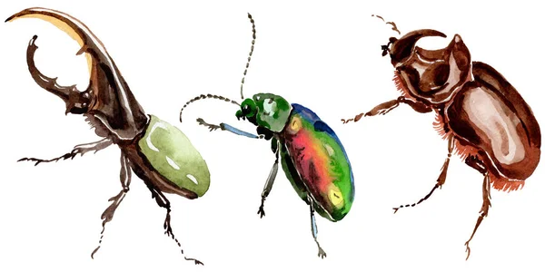 Dziki owadów chrząszcze egzotyczne w stylu przypominającym akwarele na białym tle. — Zdjęcie stockowe