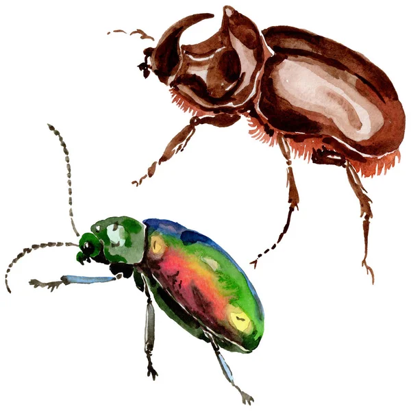 Exotic beetles wild insect in a watercolor style isolated. — Stock Photo, Image