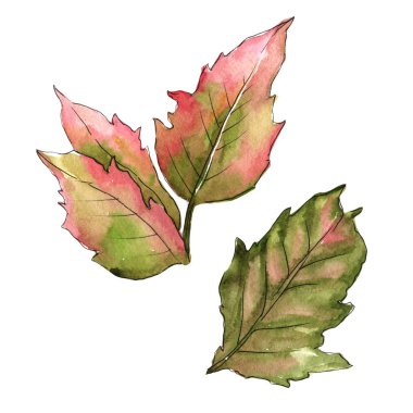 Böğürtlen yaprakları izole bir suluboya tarzında.