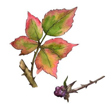 Böğürtlen yaprakları izole bir suluboya tarzında.