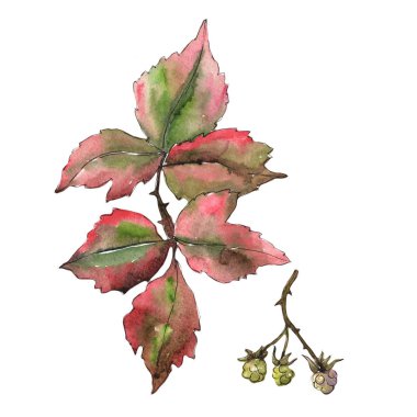 Böğürtlen yaprakları izole bir suluboya tarzında.