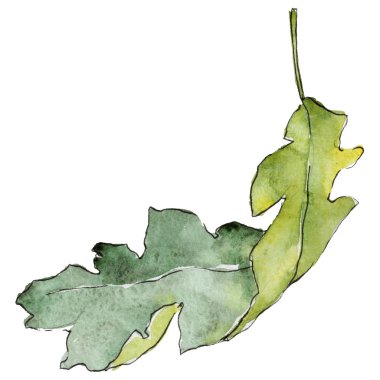 Bir suluboya tarzında izole Meşe yaprağı.