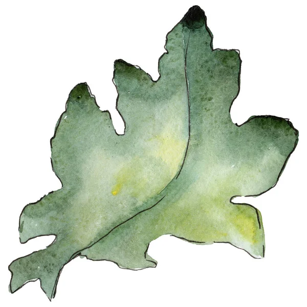 Feuilles de chêne dans un style aquarelle isolé . — Photo