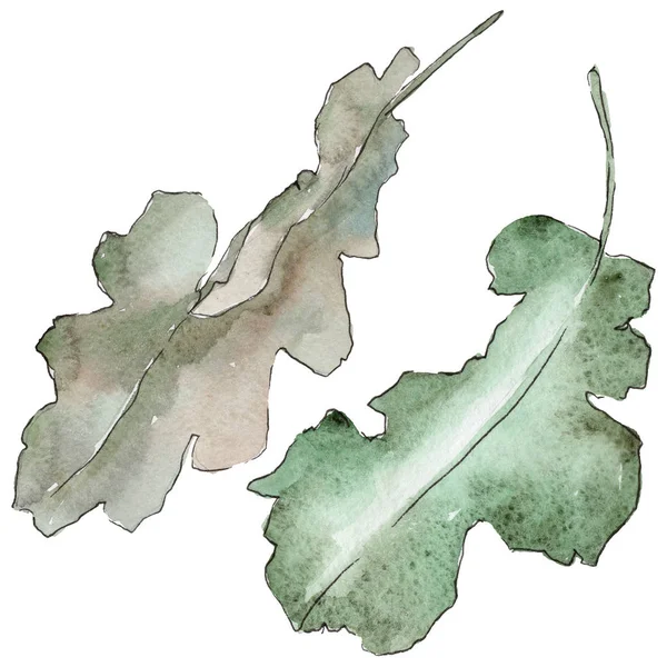 Folhas de carvalho em um estilo aquarela isolado . — Fotografia de Stock