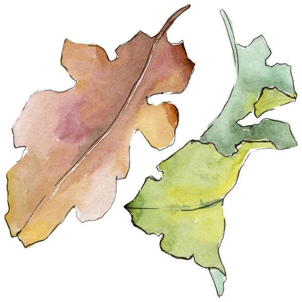 Feuilles de chêne dans un style aquarelle isolé . — Photo