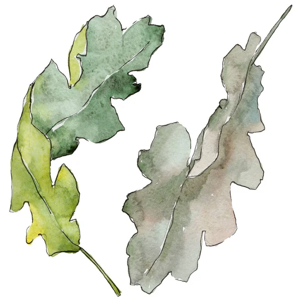 Feuilles de chêne dans un style aquarelle isolé . — Photo