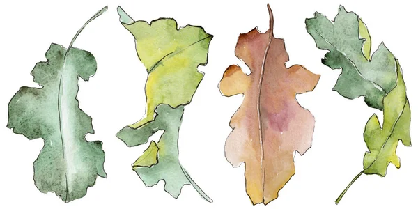 Feuilles de chêne dans un style aquarelle isolé . — Photo