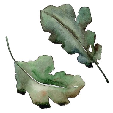 Bir suluboya tarzında izole Meşe yaprağı.