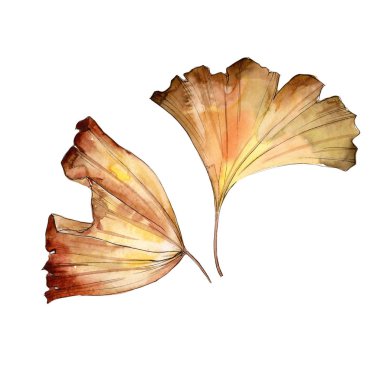 Ginkgo yaprağı izole bir suluboya tarzında.