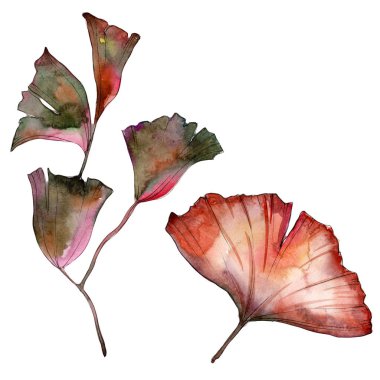 Ginkgo yaprağı izole bir suluboya tarzında.