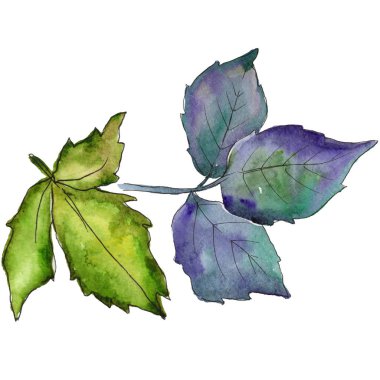 Böğürtlen yaprakları izole bir suluboya tarzında.