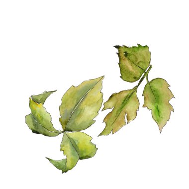 Böğürtlen yaprakları izole bir suluboya tarzında.