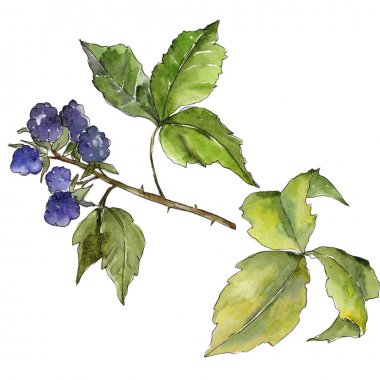 Böğürtlen yaprakları izole bir suluboya tarzında.