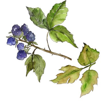 Böğürtlen yaprakları izole bir suluboya tarzında.