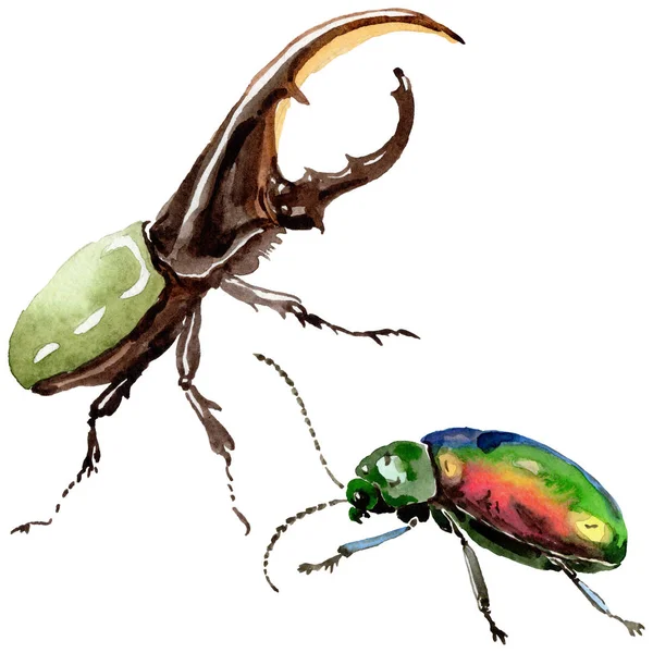 Экзотические жуки дикие насекомые в акварельном стиле изолированы . — стоковое фото