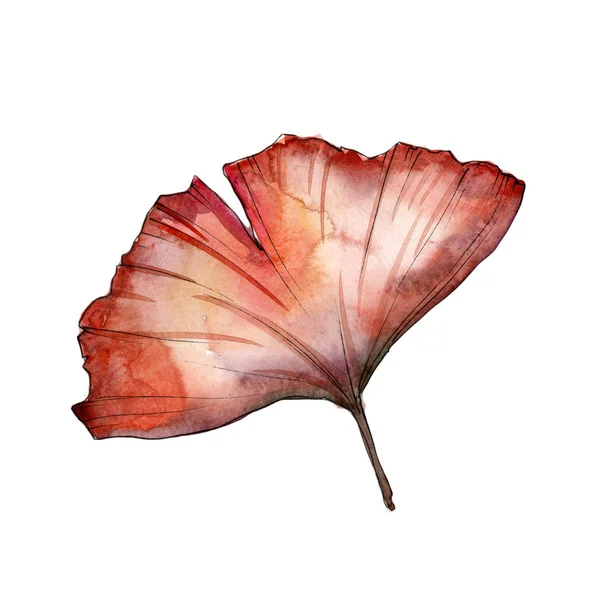 Ginkgo folhas em um estilo aquarela isolado . — Fotografia de Stock