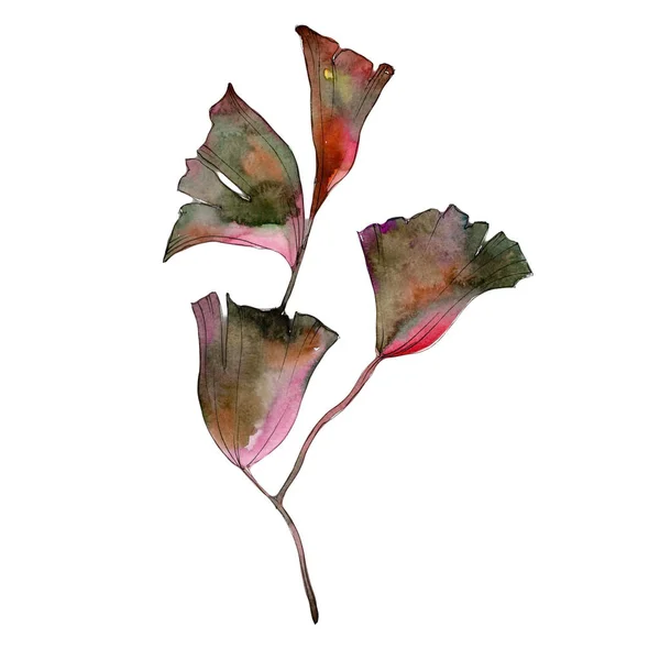 Φύλλα ginkgo σε στυλ υδροχρώματος απομονωμένες. — Φωτογραφία Αρχείου