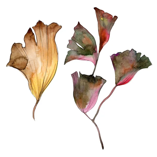 Ginkgo folhas em um estilo aquarela isolado . — Fotografia de Stock