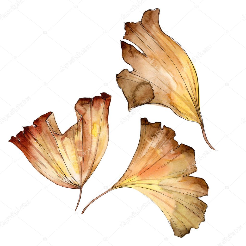 Ginkgo leaves in a watercolor style isolated.