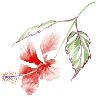 Kır çiçeği gül çiçek izole bir suluboya tarzında.