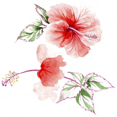 Kır çiçeği gül çiçek izole bir suluboya tarzında.