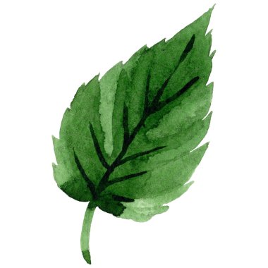 Kır çiçeği pembe hibiscus çiçek izole bir suluboya tarzında.