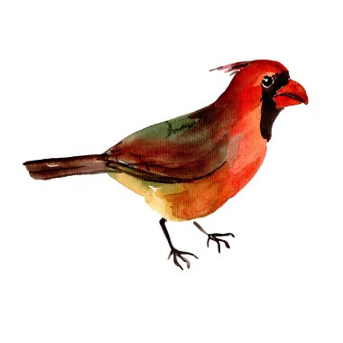 Gökyüzü kuş kırmızı Kardinal suluboya Style izole bir yaban hayatı içinde.