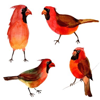 Gökyüzü kuş kırmızı Kardinal suluboya Style izole bir yaban hayatı içinde.