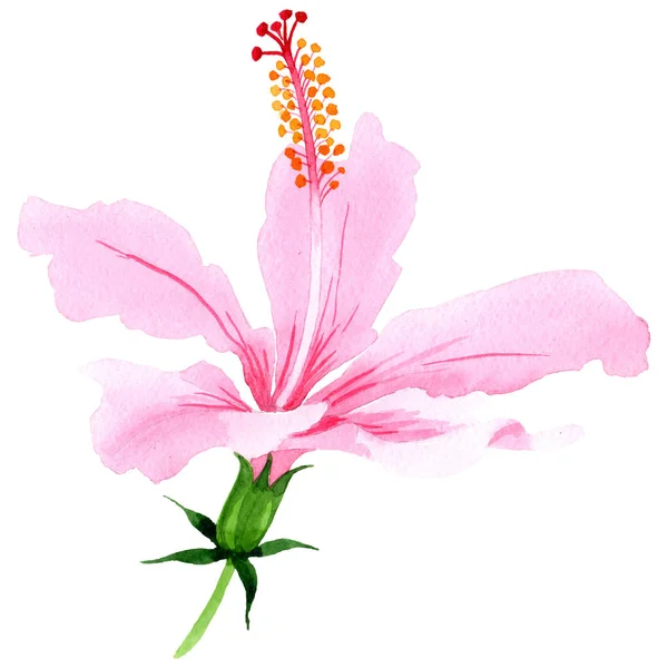Wildflower hibiscus pink flower in a watercolor style isolated. — Stock Photo, Image