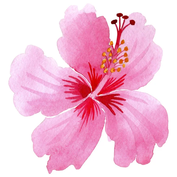Wildflower hibiscus różowy kwiat w stylu przypominającym akwarele na białym tle. — Zdjęcie stockowe