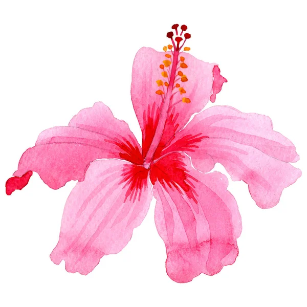 Дика квітка гібіскуса рожева квітка в акварельному стилі ізольована . — стокове фото
