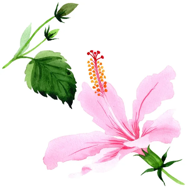 Λουλούδι ιβίσκου ροζ αγριολούλουδα σε στυλ υδροχρώματος απομονωμένες. — Φωτογραφία Αρχείου
