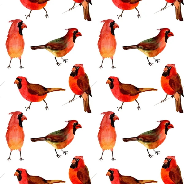 Sky bird red cardinal pattern in a wildlife by watercolor style. — Stock Photo, Image