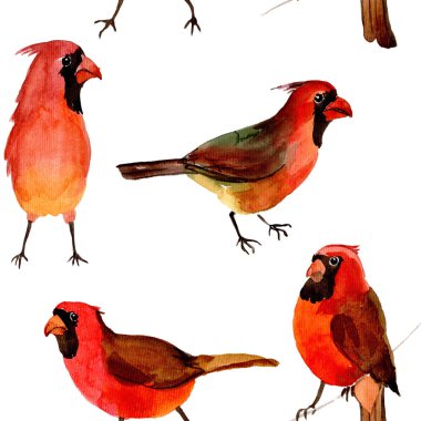 Gökyüzü kuş kırmızı yaban hayatı suluboya stili tarafından Kardinal desende.