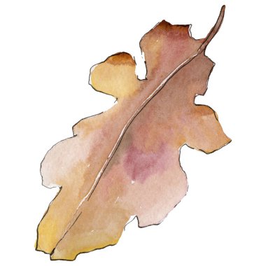 Bir suluboya tarzında izole Meşe yaprağı.