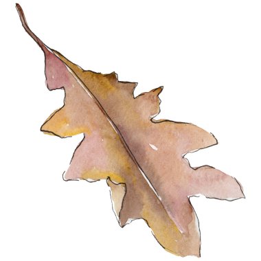 Bir suluboya tarzında izole Meşe yaprağı.