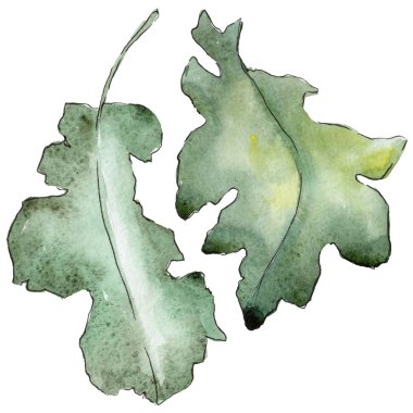 Bir suluboya tarzında izole Meşe yaprağı.
