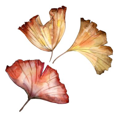 Ginkgo yaprağı izole bir suluboya tarzında.