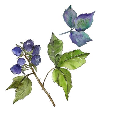 Böğürtlen yaprakları izole bir suluboya tarzında.